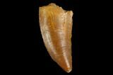 Serrated, Raptor Tooth - Real Dinosaur Tooth #124266-1
